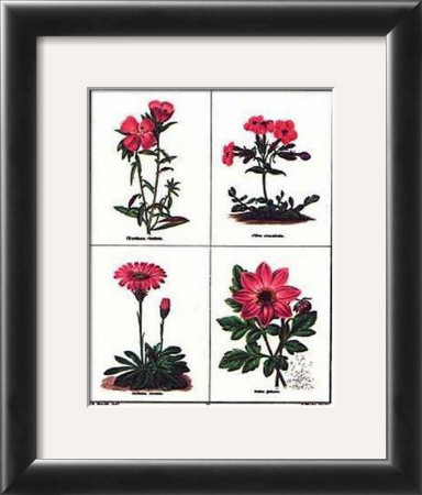 Pink Flowers by B. Maund Pricing Limited Edition Print image
