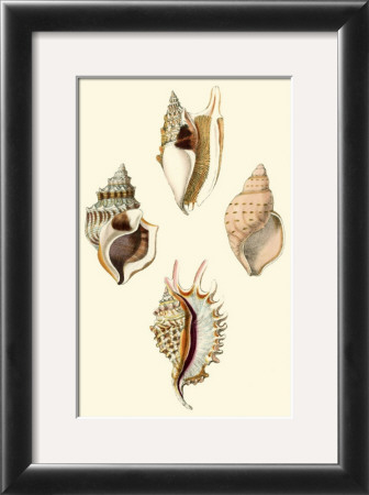 Strombus Shells by Lovell Reeve Pricing Limited Edition Print image