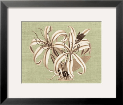 Regencé Lily I by Sarah E. Chilton Pricing Limited Edition Print image