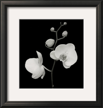 Two Orchids And Five Buds by Mary Bushweller Pricing Limited Edition Print image