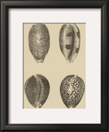 Shells On Khaki Vi by Denis Diderot Pricing Limited Edition Print image