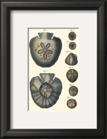 Sea Shells V by Denis Diderot Pricing Limited Edition Print image