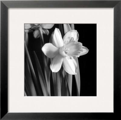 Daffodil by Darlene Shiels Pricing Limited Edition Print image
