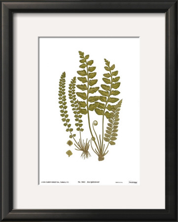 Sea Spleenwort by Marine Pricing Limited Edition Print image