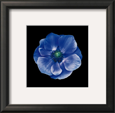Anemone by Joson Pricing Limited Edition Print image