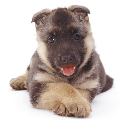 German Shepherd Dog Alsatian Puppy Lying With Paws Crossed by Jane Burton Pricing Limited Edition Print image