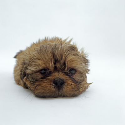 Shih Tzu Puppy, 7 Weeks Old, Lying Down With Head Down by Jane Burton Pricing Limited Edition Print image