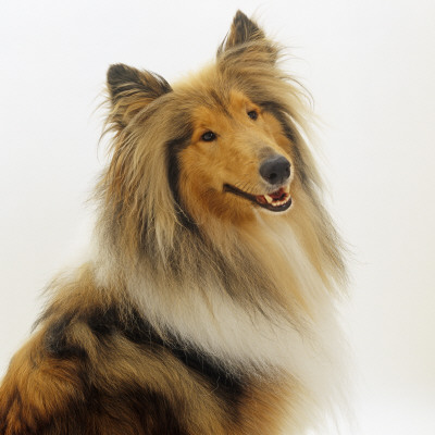 Sable Rough Collie, 2 Years Old, Portrait by Jane Burton Pricing Limited Edition Print image