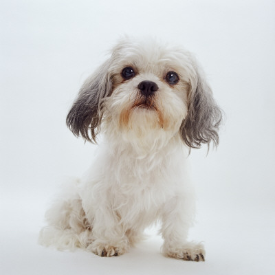 Shih Tzu Bitch Sitting Down by Jane Burton Pricing Limited Edition Print image