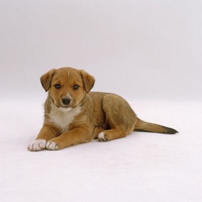 Lakeland Terrier X Border Collie, 6-Week Puppy, Laying Portrait by Jane Burton Pricing Limited Edition Print image