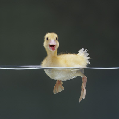 Duckling Swimming On Water Surface, Uk by Jane Burton Pricing Limited Edition Print image