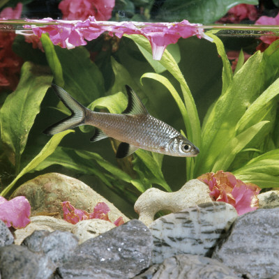 Silver Shark In Fishtank, From Asia by Jane Burton Pricing Limited Edition Print image