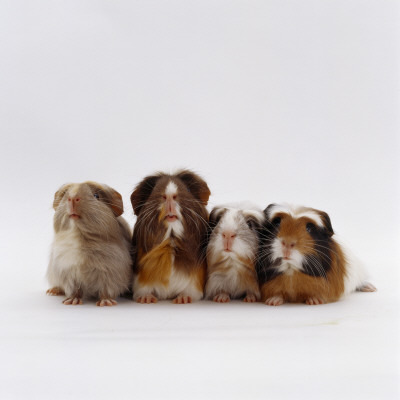 Female Crested Guinea Pig With Three Six-Week Babies, Uk by Jane Burton Pricing Limited Edition Print image