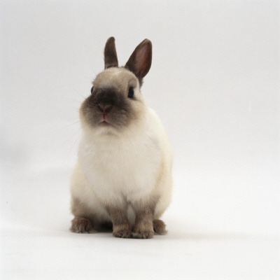 Seal-Point Netherland Dwarf Male Rabbit by Jane Burton Pricing Limited Edition Print image