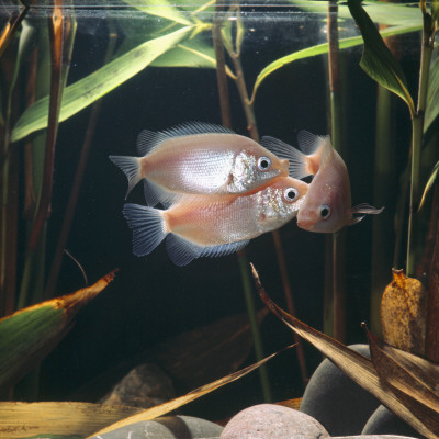 Kissing Gouramis Defending Territory, From Asia, Freshwater by Jane Burton Pricing Limited Edition Print image
