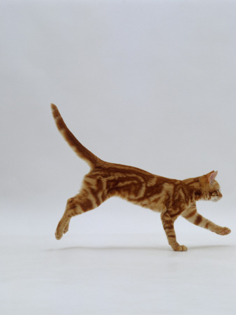 Domestic Cat, Red Tabby Kitten Running Profile by Jane Burton Pricing Limited Edition Print image