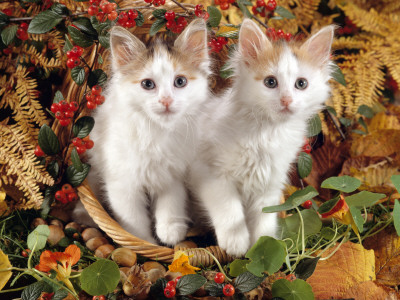 Domestic Cat, 9-Week, White-And-Tortoiseshell Sisters And In A Basket With Hazelnuts by Jane Burton Pricing Limited Edition Print image