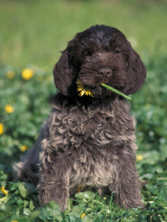 Korthal's Griffon / Wirehaired Pointing Griffon Puppy Eating Flower by Adriano Bacchella Pricing Limited Edition Print image