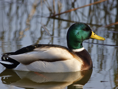 Mallard Duck Drake (Anas Platyrynchos) Spain by Juan Manuel Borrero Pricing Limited Edition Print image