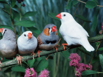 Zebra Finches (Taeniopygia Guttata) by Reinhard Pricing Limited Edition Print image