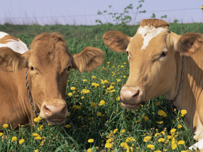 Pair Of Guernsey Cows (Bos Taurus) Wisconsin, Usa by Lynn M. Stone Pricing Limited Edition Print image