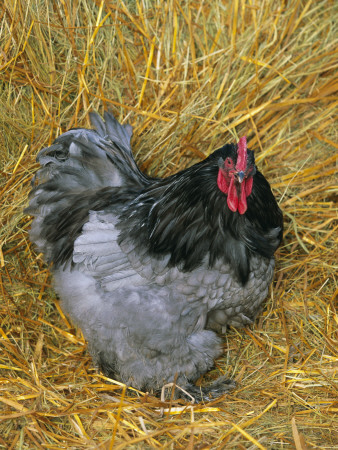 Blue Cochin Breed Of Domestic Chicken, Cock., Usa by Lynn M. Stone Pricing Limited Edition Print image