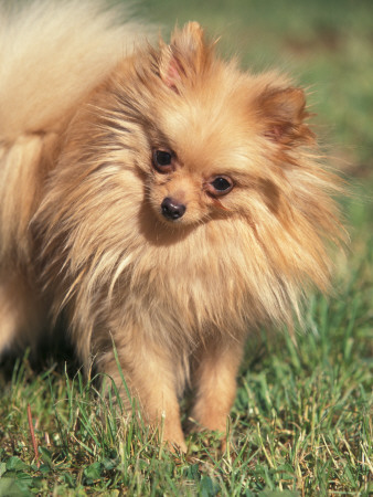 Pomeranian Portrait With Head Cocked To One Side by Adriano Bacchella Pricing Limited Edition Print image