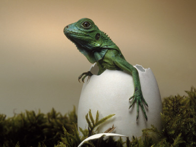 Baby Iguana Placed In A Goose Egg, (Iguana Iguana) by Jurgen Freund Pricing Limited Edition Print image
