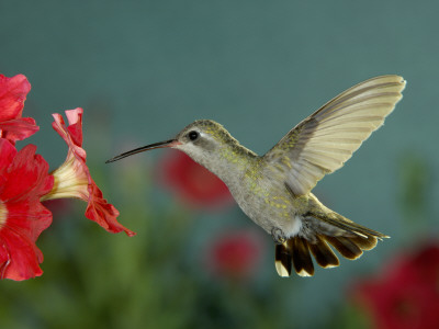 Broad Billed Hummingbird, Female Feeding On Petunia Flower, Arizona, Usa by Rolf Nussbaumer Pricing Limited Edition Print image