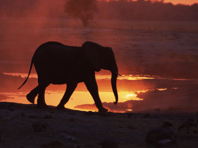 African Elephant, At Sunset Chobe National Park, Botswana by Tony Heald Pricing Limited Edition Print image
