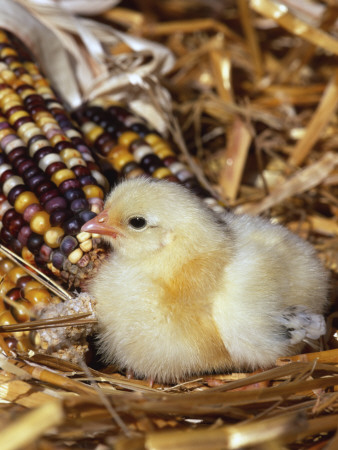 Domestic Chicken Chick by Lynn M. Stone Pricing Limited Edition Print image