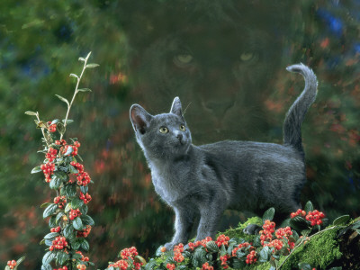 Black Domestic Cat Kitten On Garden Wall With Black Jaguar/Leopard Shadow In Background, Uk by Jane Burton Pricing Limited Edition Print image