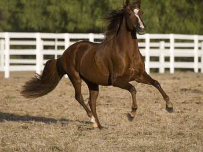 Chestnut Peruvian Paso Stallion Cantering In Field, Ojai, California, Usa by Carol Walker Pricing Limited Edition Print image