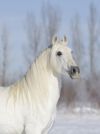 Grey Andalusian Stallion Head And Neck Portrait, Longmont, Colorado, Usa by Carol Walker Pricing Limited Edition Print image