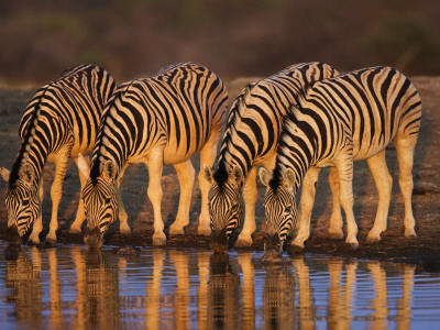 Four Common Zebra, Drinking At Water Hole, Etosha National Park, Namibia by Tony Heald Pricing Limited Edition Print image