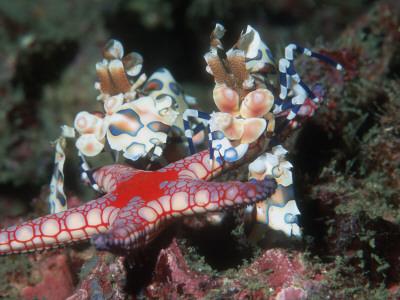 Harlequin Shrimp, Male And Female With Starfish Prey, Andaman Sea, Thailand by Georgette Douwma Pricing Limited Edition Print image