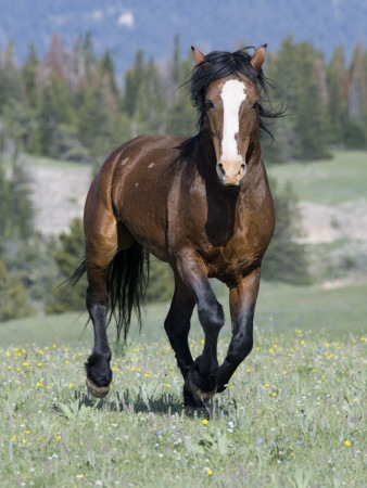 Wild Horse, Bay Stallion Cantering Portrait, Pryor Mountains, Montana, Usa by Carol Walker Pricing Limited Edition Print image