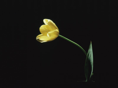 Yellow Tulip Flower, Uk by Jane Burton Pricing Limited Edition Print image
