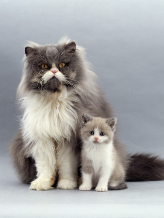 Domestic Cat, Blue Bicolour Persian Male With His 6-Week Lilac Bicolour Kitten by Jane Burton Pricing Limited Edition Print image