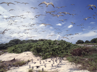 Tern Colony On Tubbataha Reef Philippines by Jurgen Freund Pricing Limited Edition Print image