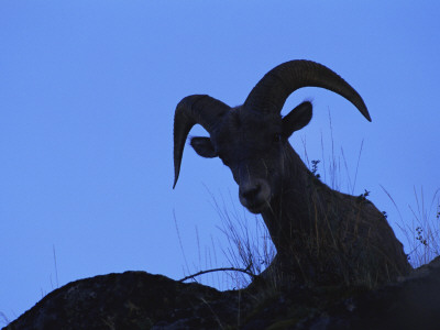 Bighorn Sheep, Silhouette Of Ram, Yellowstone National Park, Wyoming, Usa by Niall Benvie Pricing Limited Edition Print image