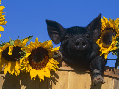 Domestic Piglet, Amongst Sunflowers, Usa by Lynn M. Stone Pricing Limited Edition Print image