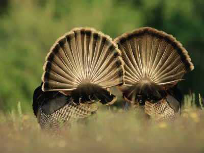 Rear View Of Male Wild Turkey Tail Feathers During Display, Texas, Usa by Rolf Nussbaumer Pricing Limited Edition Print image