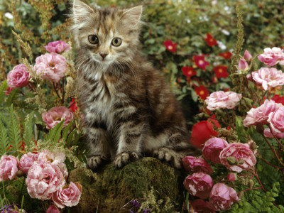 Domestic Cat, 8-Week, Long Haired Tabby Kitten With Pink Roses by Jane Burton Pricing Limited Edition Print image