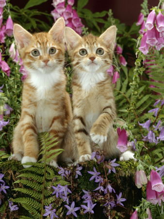 Domestic Cat, 10-Week, Red Male And Ginger Female Spotted Tabbies Among Foxgloves And Campanulas by Jane Burton Pricing Limited Edition Print image