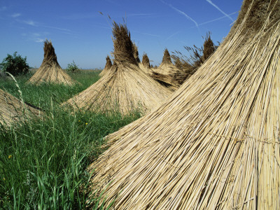 Harvested Common Reed, Lake Of Neusiedl, Austria by Rolf Nussbaumer Pricing Limited Edition Print image