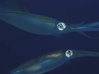 Mating Pair Of Big Fin Reef Squids, Indo Pacific by Jurgen Freund Pricing Limited Edition Print image