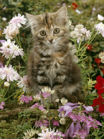 10-Week, Long Haired Tabby Kitten 'Powder Puff' Among Hosta, Verbena, Aphrodite, Argyranthemum by Jane Burton Pricing Limited Edition Print image
