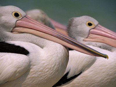 Australian Pelicans, Queensland, Australia by Staffan Widstrand Pricing Limited Edition Print image