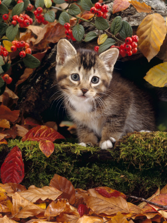 Domestic Cat, Tabby Kitten Among Autumn Leaves And Cottoneaster Berries by Jane Burton Pricing Limited Edition Print image